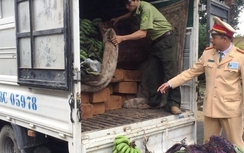 Xe tải “ngụy trang” gỗ lậu quý hiếm dưới những buồng chuối