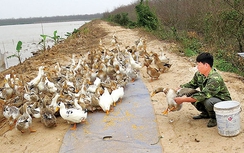 Về Tiên Lãng ngắm đàn “vịt biển Đoàn Văn Vươn”