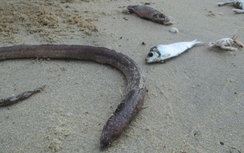 Cá chết tại Thừa Thiên - Huế do độc tố trong nước