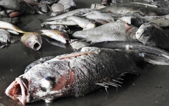 Cá chết hàng loạt: Xử lý nghiêm sai phạm, không loại trừ ai