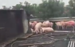 Video: Lợn "đi dạo" sau tai nạn trên cao tốc Cầu Giẽ-Ninh Bình