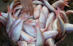 Hà Tĩnh hỗ trợ tiền cho các cơ sở kinh doanh hải sản sạch