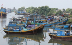 Bình Thuận vào cuộc vụ cá chết bất thường ở đảo Phú Quý