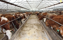 Phạt một DN nuôi bò 140 triệu đồng vì ô nhiễm môi trường