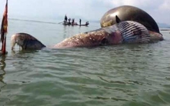 Cá voi 7 tấn chết dạt vào biển Nghệ An