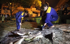 Hàng chục tấn cá chết tại hồ Hoàng Cầu được vớt lên trong đêm