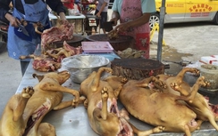 Xót thương 10.000 chú chó chờ chết tại Lễ hội thịt chó Trung Quốc