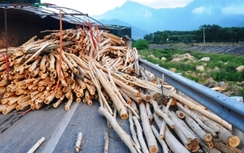Xe tải chở đầy gỗ tràm ngã nhào trên đường dẫn hầm Phước Tượng