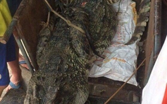 Cá sấu 70kg giữa đầm Hà Nội được bán 8 triệu đồng