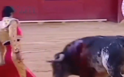 Video: Dũng sĩ Tây Ban Nha bị bò húc chết trong khi trình diễn