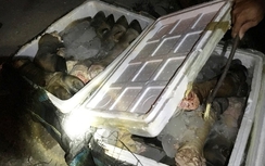 CSGT Huế bắt giữ hàng trăm kg chân trâu bốc mùi trên xe khách