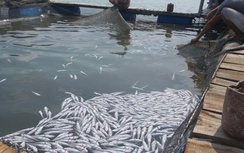 Hà Tĩnh: Nhiều tấn cá nuôi lồng bè chết bất thường