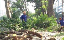 Hà Nội: Dịch chuyển hơn 100 cây cổ thụ trên đường Kim Mã