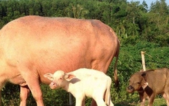 Kỳ lạ trâu sinh 2 con nghé khác màu ở Nghệ An