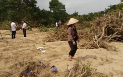 Bưởi Phúc Trạch tan hoang sau xả lũ thủy điện Hố Hô