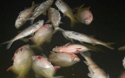 Hà Nội: Xác minh nhóm người vớt cá chết hồ Linh Đàm trong đêm