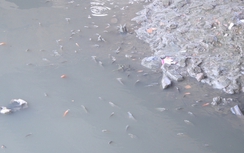 Cá “ngóc đầu” dưới dòng nước đen ngòm trên kênh Nhiêu Lộc-Thị Nghè