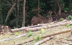 Xử phạt nữ cán bộ huyện tổ chức chặt phá rừng trái phép