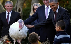 Ông Obama làm lễ xá tội gà tây cuối trên cương vị Tổng thống