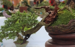 Mê mẩn bonsai đua nhau khoe dáng giữa hội Xuân cố đô