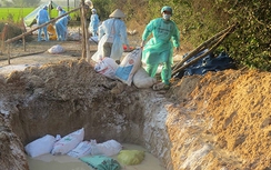 Nghệ An xuất hiện ổ dịch H5N1, tiêu hủy khẩn 500 con gia cầm