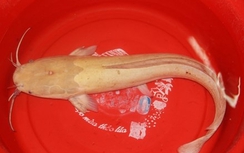Cận cảnh cá trê vàng quý hiếm nặng gần 2kg ở Đà Nẵng