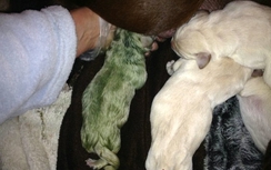 Kỳ lạ chó mới sinh có lông màu xanh lá cây