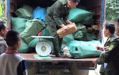CSGT bắt giữ xe tải chở gần 3 tấn gỗ quý