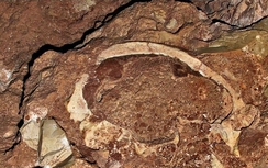 Hộp sọ 400.000 tuổi và tiết lộ về nguồn gốc loài người