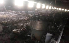 Cháy trang trại ở Gia Lai, hơn 1.000 con lợn chết ngạt