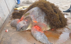 Phát hiện rùa biển "khủng" nặng 70kg trôi dạt vào bờ