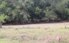 Triệt phá ổ bạc "khủng" núp trong rừng ở Bình Thuận