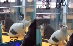 Thả mèo vào... máy gắp thú bông ở Trung Quốc gây tranh cãi