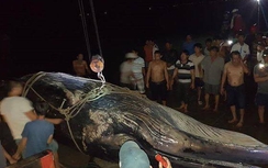 Cá voi "khủng" hơn 15 tấn trôi giạt vào Mũi Né