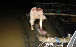 Bắt 2 ghe chở gỗ lậu “khủng” trên sông Thu Bồn