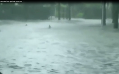 Video: Cá mập bơi lội trên phố sau siêu bão ở Mỹ