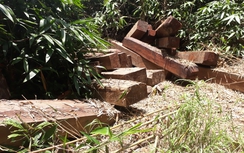 Khởi tố vụ chuyển gỗ lậu qua biên giới ở Kon Tum