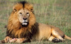 3 sư tử châu Phi giải cứu bé gái 12 tuổi bị bắt cóc