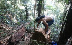 Thừa Thiên- Huế: Làm rõ trách nhiệm để xảy ra phá rừng tự nhiên
