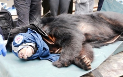 Giải cứu 3 chú gấu ngựa bị nuôi nhốt ở Ninh Bình