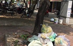 Báo động nạn bức tử cây xanh ở TP Hồ Chí Minh