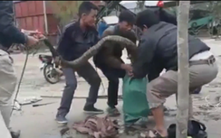 Người dân Vĩnh Phúc vây bắt rắn "khủng" nặng gần 20kg