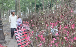 Hoa đào Nhật Tân bay hàng nghìn cây số khoe sắc ở Đồng Nai