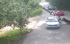 Video: Vừa bước xuống xe, cô gái đã bị hổ vồ rồi lôi đi