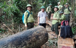 Tận thấy rừng bị đốn la liệt, Phó Chủ tịch Quảng Nam chua xót