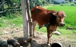 Vụ bò chính sách ở Triệu Độ: 5/10 con đăng ký thêm đã bị…thịt