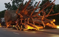 Phạt xe chở cây khủng như “quái thú” 81 triệu, tước GPLX tài xế