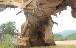 Vụ 3 cây khủng như “quái thú” ở Huế: Công an vào cuộc