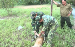 Tá hỏa phát hiện bom "khủng" 150kg trong vườn nhà