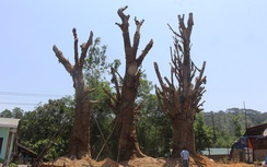3 cây khủng như “quái thú” bị giữ ở Huế… giờ đang ở đâu?